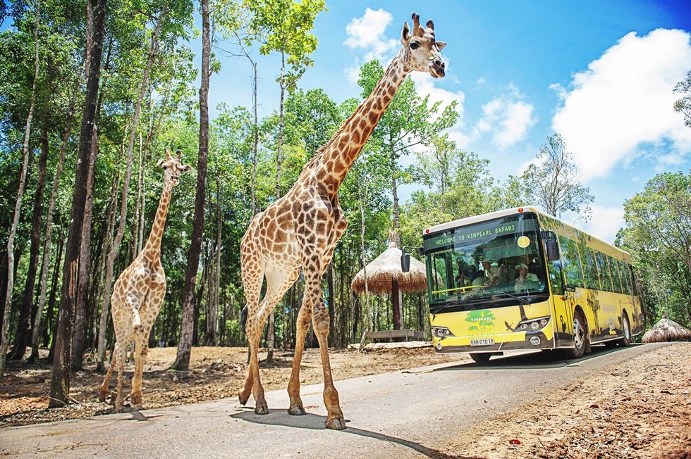 Công viên vườn thú Vinpearl Safari - Tận mất ngắm nhìn thế giới động vật hoang dã