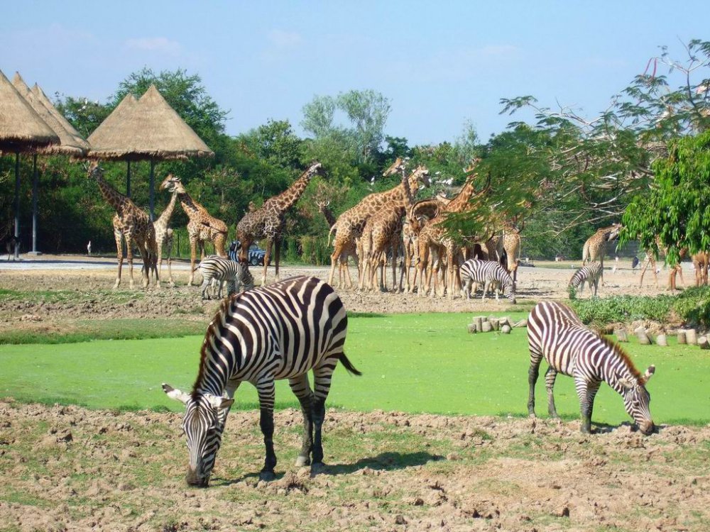 Công viên vườn thú Vinpearl Safari - Phú Quốc