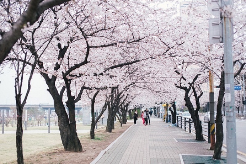 Đà Nẵng Seoul Nami Everland 5 Ngày - 26/10/2018