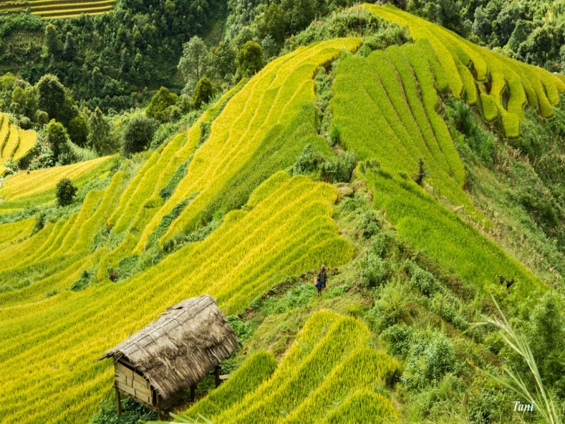 Hà Nội Mù Cang Chải Tú Lệ 3 Ngày 2 Đêm