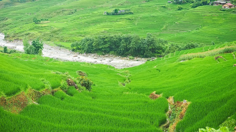 Hà Nội Lào Cai Sapa Cát Cát 2 Ngày 3 Đêm