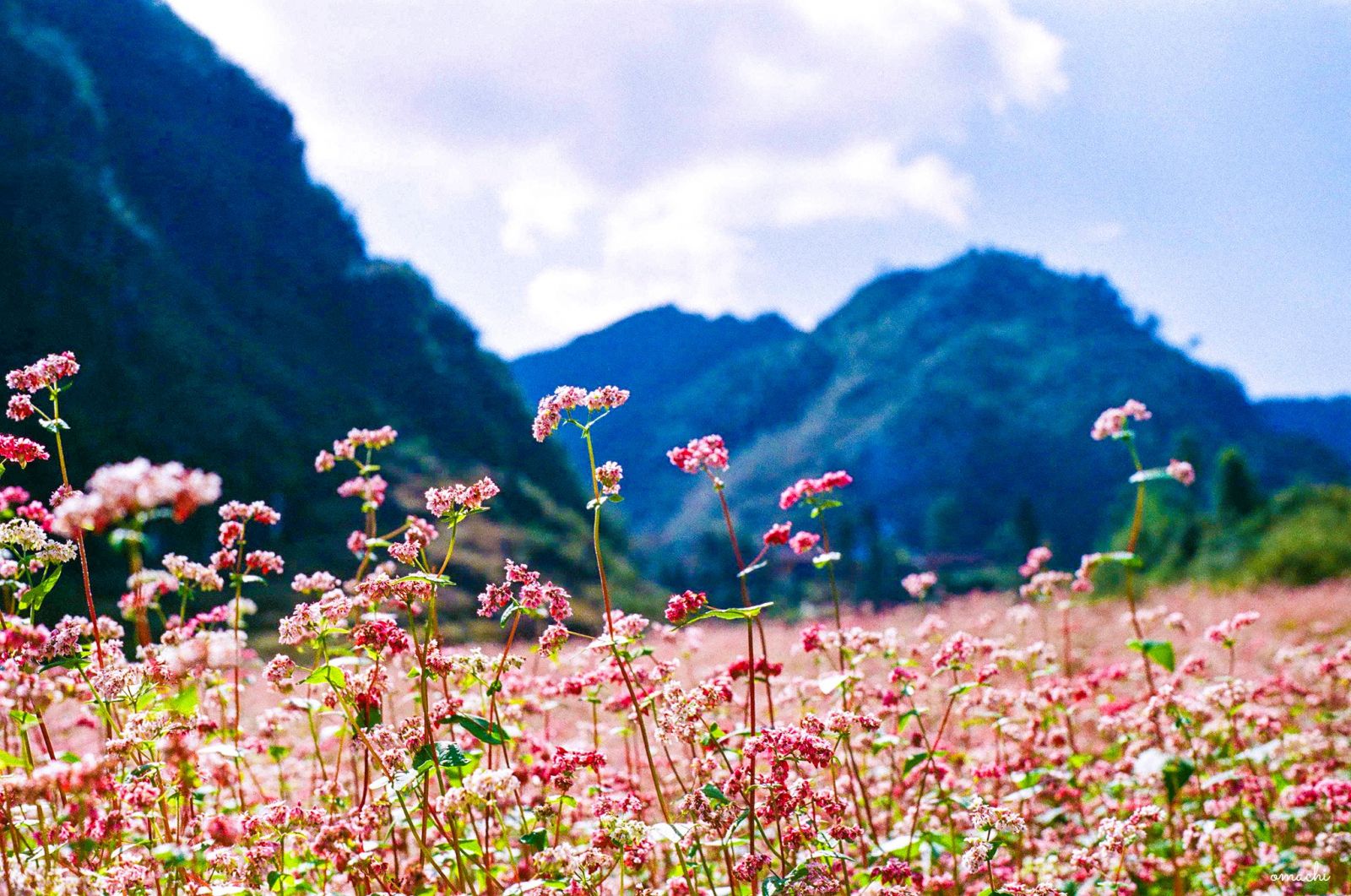 Lễ Hội Hoa Tam Giác Mạch Ở Hà Giang